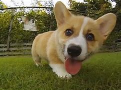 Image result for Corgi Puppies Running