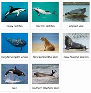 Image result for Medieval Marine Mammals