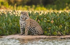 Image result for Jaguar Photography