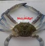 Image result for Ketam Beracun