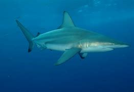 Image result for Dusky Shark