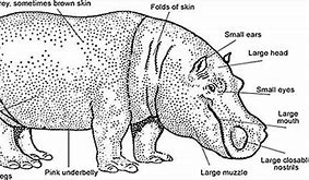 Image result for Hippo Skin Section Anatomy