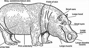 Image result for Hippo Anatomy