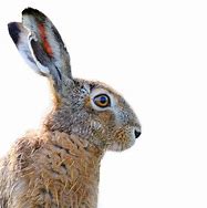 Image result for Award-Winning Brown Hare Photo