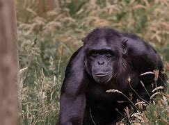 Image result for Chimpanzee Eating Grass