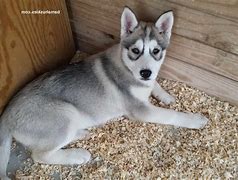 Image result for Grey Husky Puppies