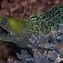 Image result for A Moray Eel