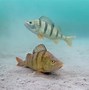 Image result for perch habitat