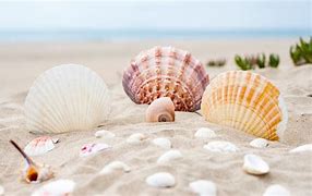 Image result for Picture of Beach Sand and Sea Shells