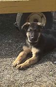 Image result for AKC German Shepherd