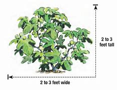 Image result for Higo Fig Tree