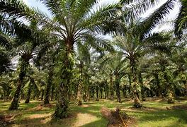 Image result for KELAPA SAWIT Jengka