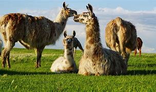 Image result for Llama Pasture