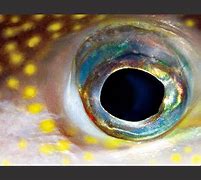 Image result for Prespective Eye Fish