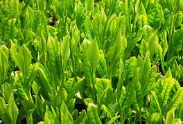 Image result for Tea Plantations Japan