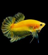 Image result for Blue Rim Betta Fish