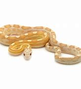 Image result for Gold Dust Corn Snake