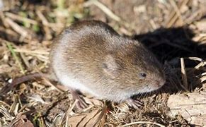 Image result for Baby Black Meadow Vole