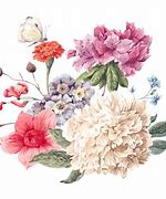 Image result for Peony Bush Vector