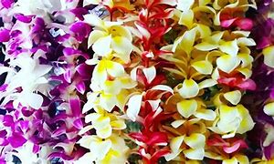 Image result for Anime Hawaiian Lei