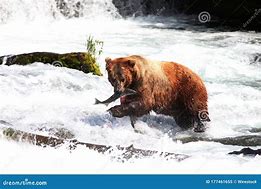 Image result for Brown Bear Catching Fish