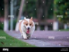 Image result for Corgi Playing