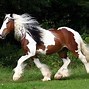 Image result for Most Beautiful Gypsy Horse