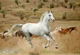 Image result for Majestic Horse Names