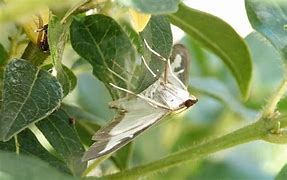 Image result for Box Tree Moth Eggs QTY