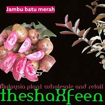 Image result for Pokok Jambu Batu