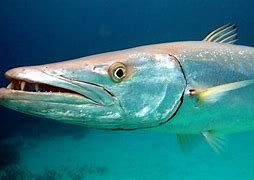 Image result for Ikan Tepekong