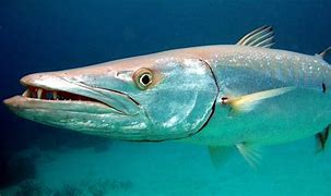 Image result for Ikan Laut Kecik