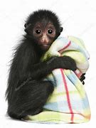 Image result for Cute Baby Spider Monkeys