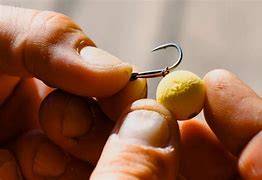 Image result for Bolt Rigs for Carp