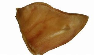 Image result for What Is Pig Ear Plant