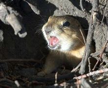 Image result for Breads of Gopher