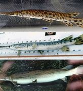 Image result for Arkansas Gar