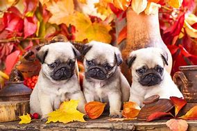 Image result for Thanksgiving Pug Puppy Wallpaper