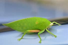 Image result for Big Leaf Bug