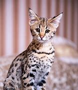 Image result for The Savannah Cat