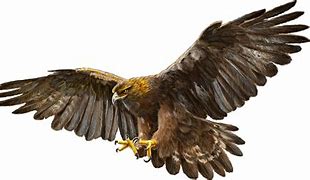 Image result for Gold Eagle Logo Transparent