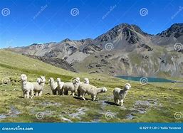 Image result for Llama Herd