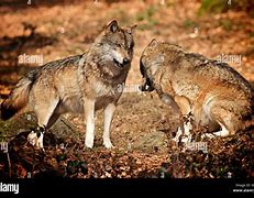 Image result for Grey Wolf Alpha Male