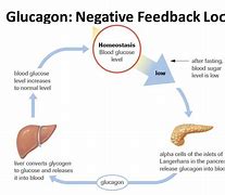 Image result for Insulin Feedback Loop