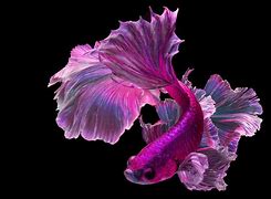 Image result for Purple Betta