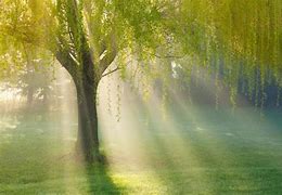 Image result for Bow of a Willow Tree