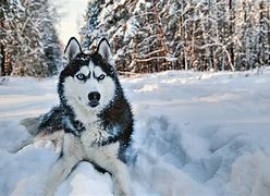 Image result for Baby Wolf Husky Snow