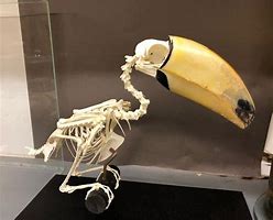 Image result for Toucan Skeleton