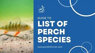 Image result for Perch Species Chart