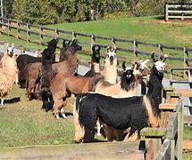 Image result for Llama Pasture